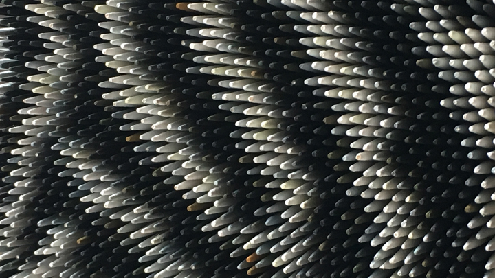 cure dants detail zebre cure dants detail zebre