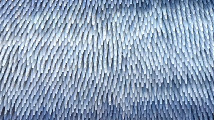 cure-dents neige cure-dents neige