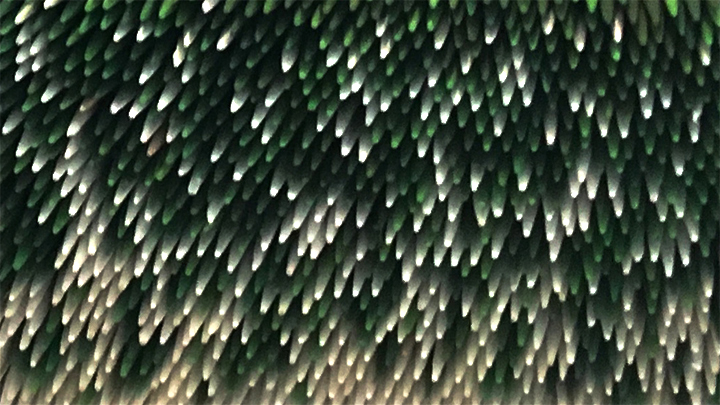 cure-dents vert-blanc new cure-dents vert-blanc new